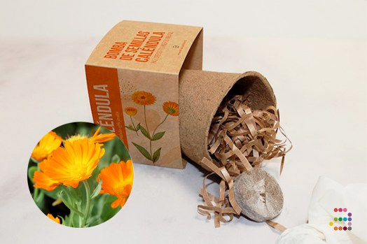 Kit calendula ESP2